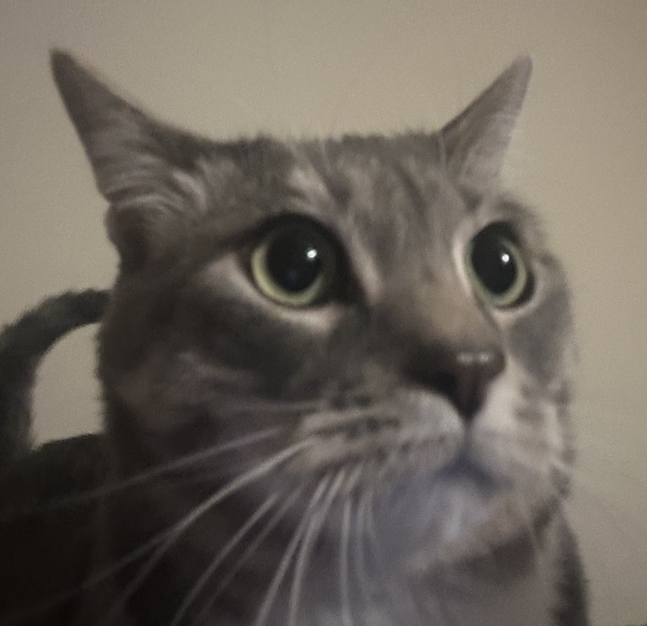 Ollie, a grey tabby cat